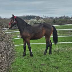 Amazing Filly Frie... Young Stock for Sale