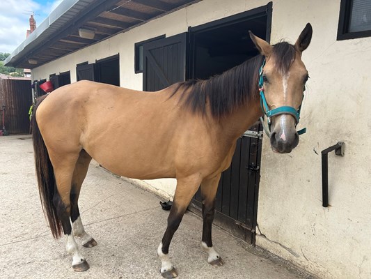 Stunning 15hh 4yo Buckskin Warmblood Mare