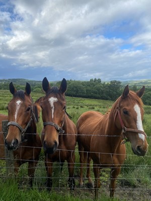 3 unbroken bay TB mares