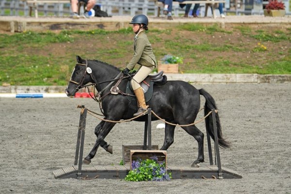 Genuine Step Up Black Gelding Pony Club Pony