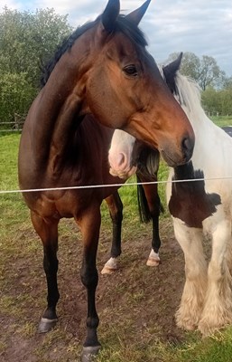 18hh tb gelding rising 12