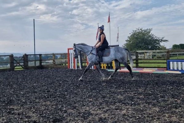 Genuine TB gelding- sad sale