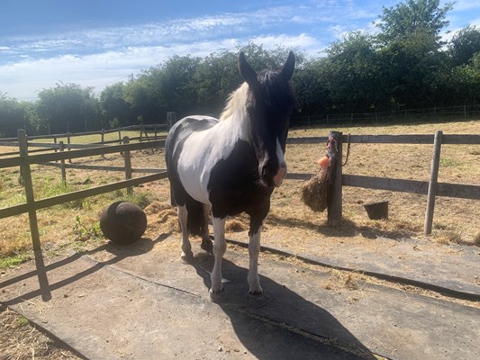 14hh 8 year old mare inc Tack- Fantastic Hack with Potential
