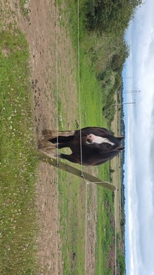 Casper 13hh Black Blagdon Gelding for sale (broken to ride)