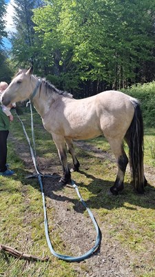 2 year old dunn for sale