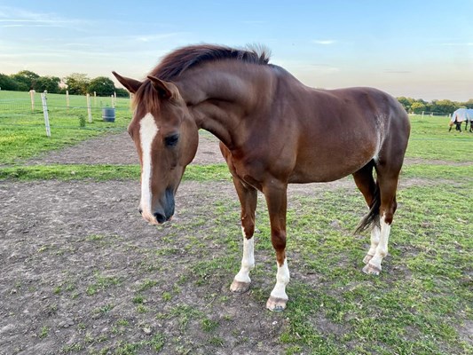 15.2hh Hackney gelding