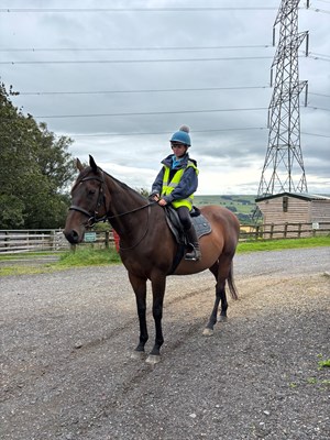 16.1hh bay mare
