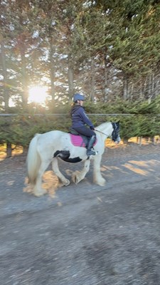 Gypsy Cob