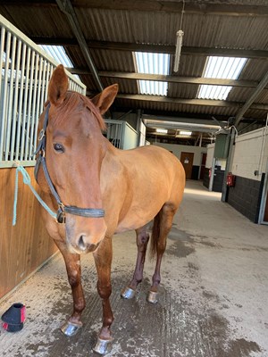 Stunning 15.3hh chestnut mare -talented and kind event prospect