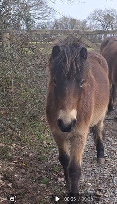 Project Exmoor Filly – 2YO