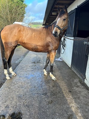 Stunning 15hh 4yo Buckskin Warmblood Mare