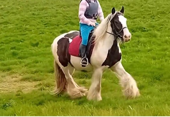 14.1hh cob gelding rising 6