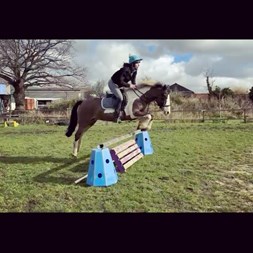 14Hh Skewbald All-... Horses for Sale