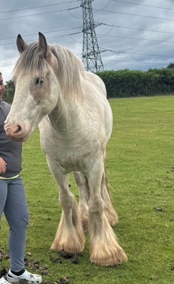 Blinkers striking cob gelding