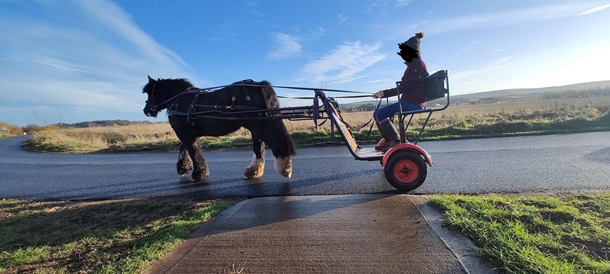 Minnie - 13.1/13.2hh 11yr old Black Cob Mare