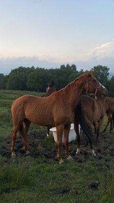 6yo unbroken 6yo chestnut mare