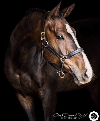 16.3hh 11yo ish gelsing