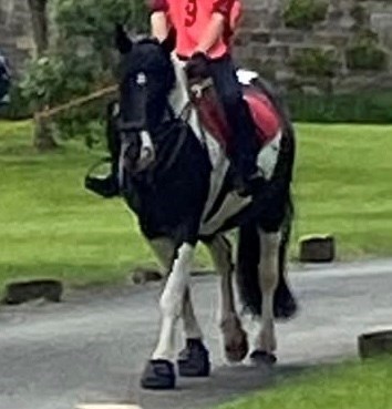 14hh 8 year old mare inc Tack- Fantastic Hack with Potential