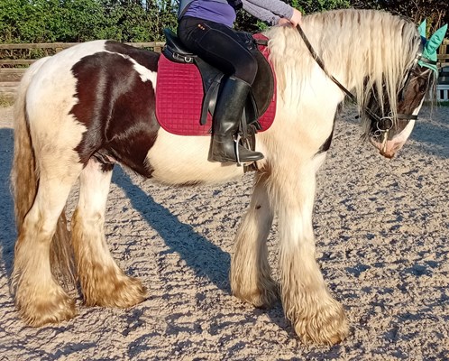 14.1hh cob gelding rising 6