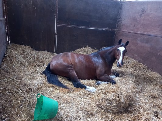 Irish x 15hh Mare for sale