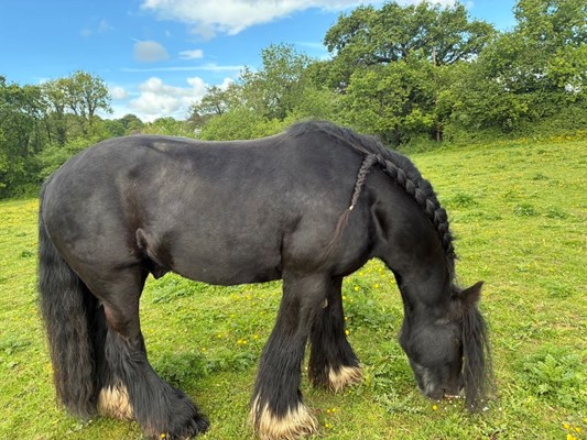 14hh black gelding
