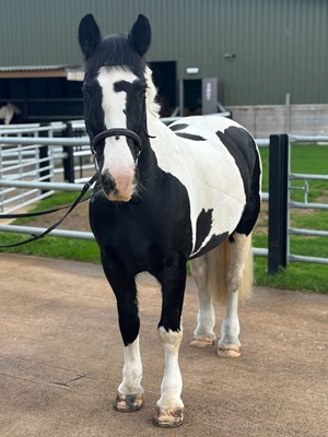 14.1hh Piebald Mare - Good Allrounder