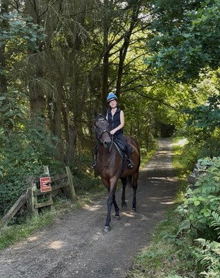 16.1hh bay mare