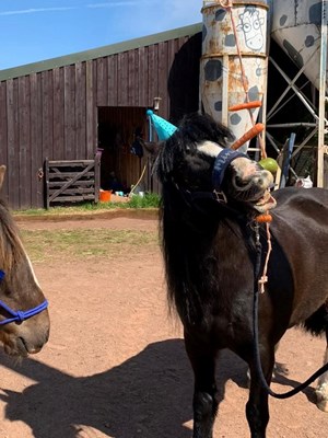 Minnie - 13.1/13.2hh 11yr old Black Cob Mare