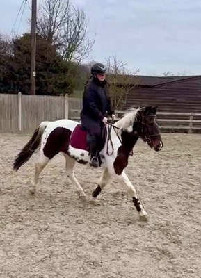 15/15.1hh standardbred 10yo