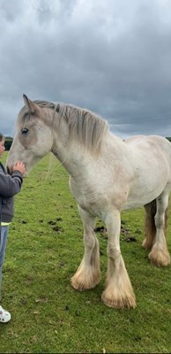 Blinkers striking cob gelding