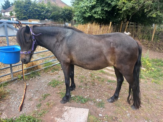 Companion pony for permanent loan