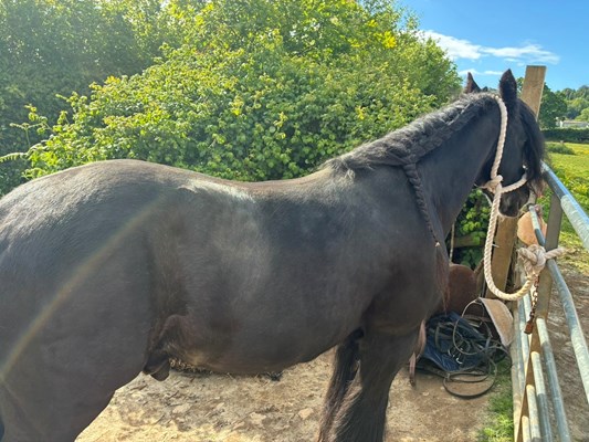 14hh black gelding