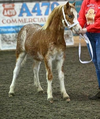 Beautiful Section A Colt