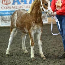 Beautiful Section A Colt Horses for Sale
