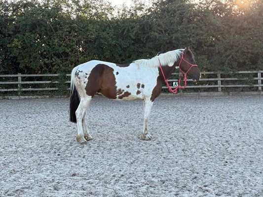 15/15.1hh standardbred 10yo
