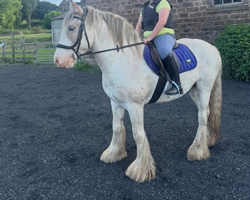 Blinkers striking cob gelding