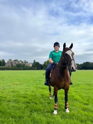 Irish x 15hh Mare for sale
