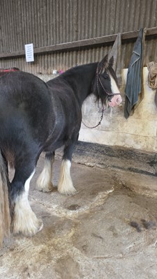 Casper 13hh Black Blagdon Gelding for sale (broken to ride)