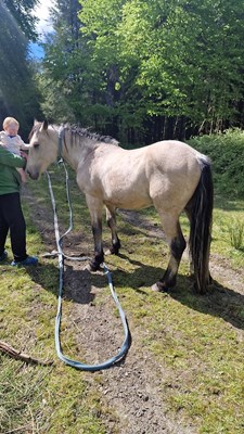 2 year old dunn for sale