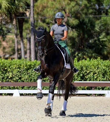 Spirited 4th Level Dressage Gelding With FEI Potential