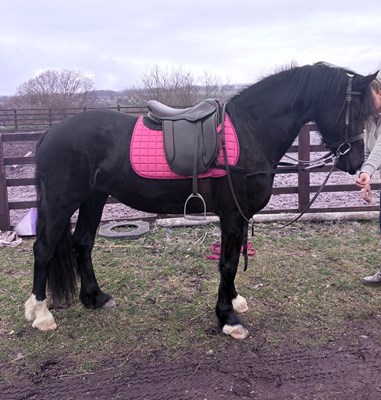 Quality Welsh D mare