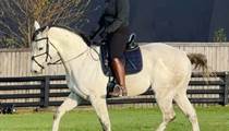 16.1hh 8yo old mare TB Horse for sale 