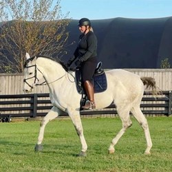 16.1Hh 8Yo Old Mare TB Horse For Sa... Horses for Sale