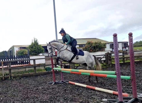 Genuine TB gelding- sad sale