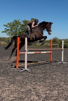 16.3hh 11yo ish gelsing