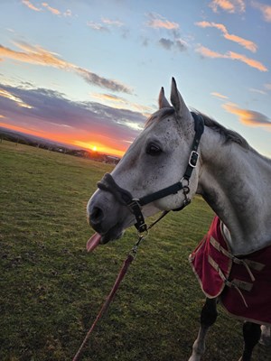 Genuine TB gelding- sad sale