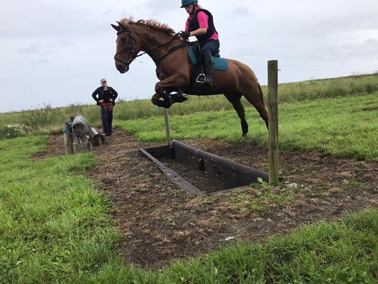 Stunning 15.3hh chestnut mare -talented and kind event prospect