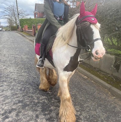 14.1hh cob gelding rising 6