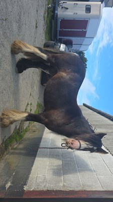 Casper 13hh Black Blagdon Gelding for sale (broken to ride)