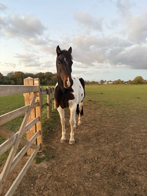 15/15.1hh standardbred 10yo